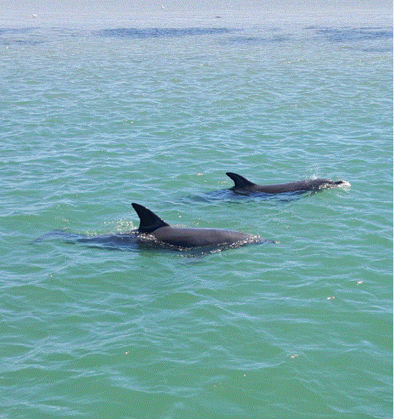 dolphins